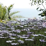 Palm Wings 5* Ντιντίμ