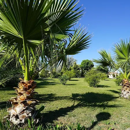 Complex Palm Wings