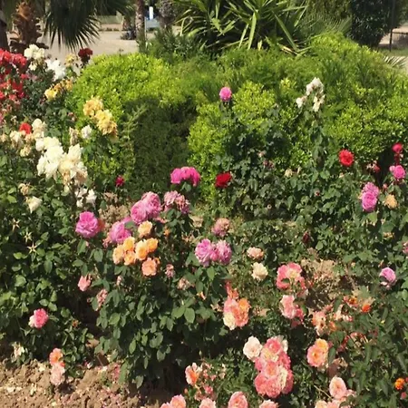 Курортный комплекс Palm Wings