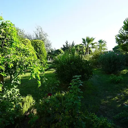 Palm Wings Ντιντίμ
