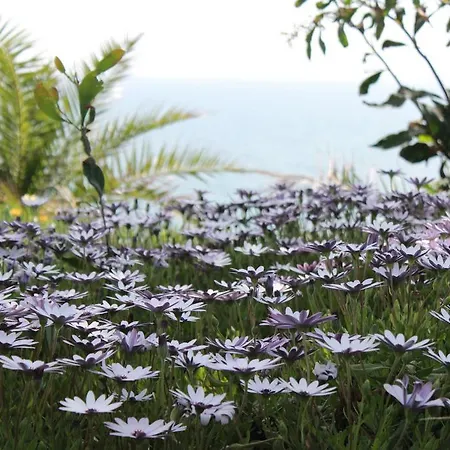 Palm Wings 5* Ντιντίμ