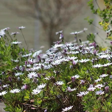 Palm Wings Дидим
