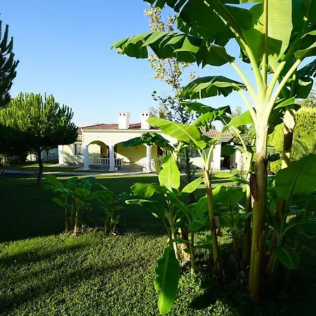 Feriested Palm Wings