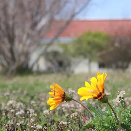 Palm Wings Feriested